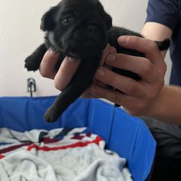 Pug Puppies from Love Pugs