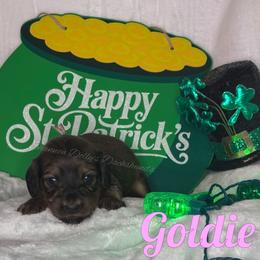 Goldie - Cream female Dachshund puppy in Monitor, Washington from Shannon Dolly’s Dachshunds
