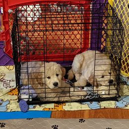 Golden Retriever Puppies from Sola Mae's Goldens
