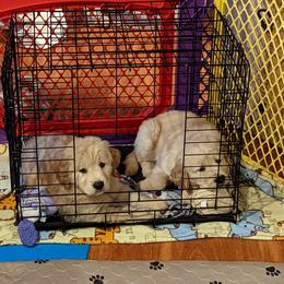 Golden Retriever Puppies from Sola Mae's Goldens