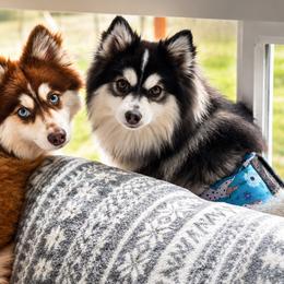 Pomskies from Jubilee Hills