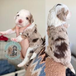 Dancer - Merle male Bernedoodle puppy in Marion, Ohio from Doodles & Doxies