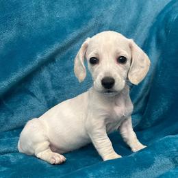 Cannoli - Cream female Dachshund puppy in Memphis, Tennessee from River City Doxies