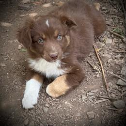 Rocky - Red tri male Miniature Australian Shepherd puppy in North Lakeport, California from Akins Aussies/Wild Rose Ranch