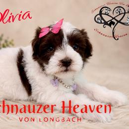 Olivia AKC - Parti female Miniature Schnauzer puppy in Pelzer, South Carolina from Schnauzer Heaven Von Longbach