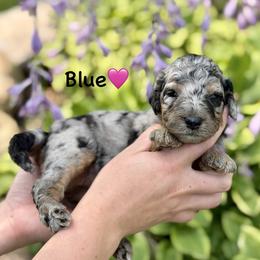 Blue - Blue merle female Aussiedoodle puppy in Lancaster, Minnesota from Finney Ranch