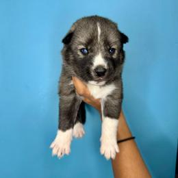 Togo - Agouti and white male Siberian Husky puppy in Knoxville, Tennessee from The Siberian Empire