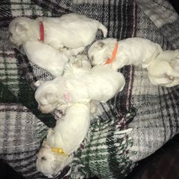 Maltese Puppies from Emotional Amor Support