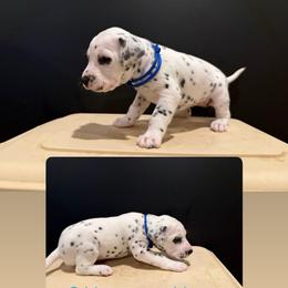 Female 3 - White and black female Dalmatian puppy in Louisa, Virginia from Dalmatian Creation LLC