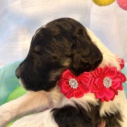 Assorted Doodle Crosses and Poodle Puppies from Gemstone Poodles and Doodles