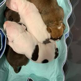 American Staffordshire Terrier Puppies from America's Best Amstaffs
