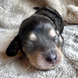 Dapple 1 - Dapple male Dachshund puppy in Fieldbrook, California from Honeydox Miniature Dachshunds