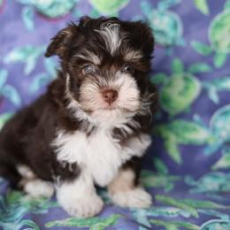 Hazel - Chocolate female Havanese puppy in Mason City, Iowa from Hoku Havanese