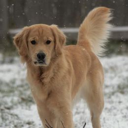 Golden Retrievers from Lo Bue's Golden Retrievers