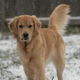 Golden Retrievers from Lo Bue's Golden Retrievers