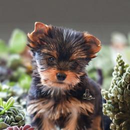 Yorkshire Terrier Puppies from Essence of Grace Yorkies