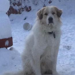 Great Pyrenees All Grown Up from Sue Rohweder