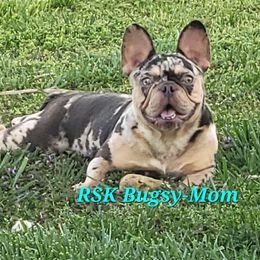 Bugsy - French Bulldog