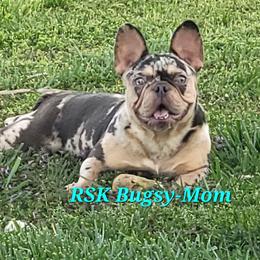 Bugsy - French Bulldog