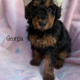 Georgia - Phantom female Poodle puppy in Waco, Texas from Poodle Paradise