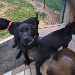Girl 3 lt.blue - German Shorthaired Pointer puppy in Ashville, Ohio from Joyce Shively