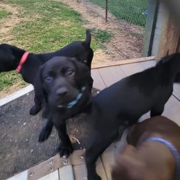 Girl 3 lt.blue - German Shorthaired Pointer puppy in Ashville, Ohio from Joyce Shively