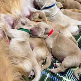 Red Collar - Golden male Golden Retriever puppy in Evansville, Wyoming from Pura Vida Golden Retrievers