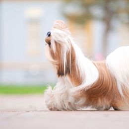 Shih Tzus from Northstar Shih Tzu