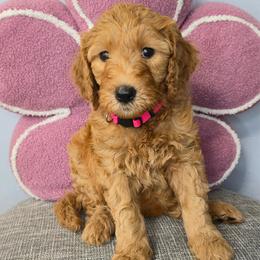 POPPY - Red  female Goldendoodle puppy in Sugar Land, Texas from Sugar Doodles