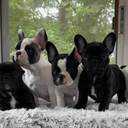 English Toy Spaniels and French Bulldogs from Renaissance French Bulldogs and English Toy Spaniels