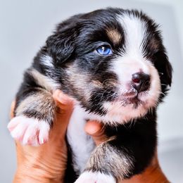 Australian Shepherd Puppies from Caramel Bliss Kennel - East Coast Aussies