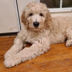 Goldendoodle Puppies from Pearl's Puppies LLC