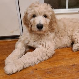 Goldendoodle Puppies from Pearl's Puppies LLC
