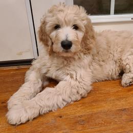 Goldendoodle Puppies from Pearl's Puppies LLC