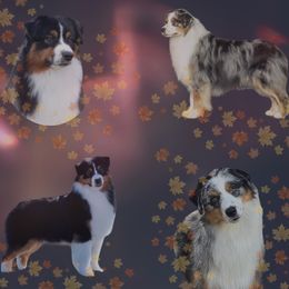 Australian Shepherd puppies from Steppingstone Kennel