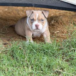 Trigger - Blue fawn male American Bully puppy in Princeton, Texas from District 12 Kennels