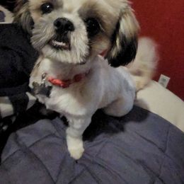 Rhemy - Shih Tzu