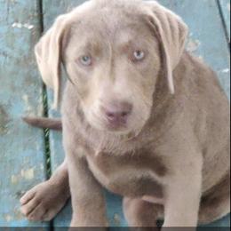 Tiffany - Labrador Retriever