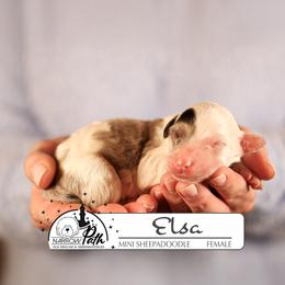 Elsa - Blue merle and white female Sheepadoodle puppy in Cleveland, Tennessee from Narrow Path Old English & Sheepadoodles