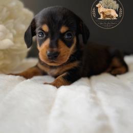 Independence - Black and tan female Dachshund puppy in Lumber City, Georgia from Willow Run LLC