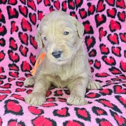 Alex - Cream male Goldendoodle puppy in Georgetown, Tennessee from Georgetown Designer & Purebred Puppies