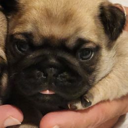 Lucy-Black Collar Girl - Fawn female Pug puppy in New Braunfels, Texas from Kex Pug Haus