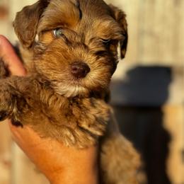 Slinky - Wheaten male Miniature Schnauzer puppy in Edinburg, Texas from Forever Schnauzers