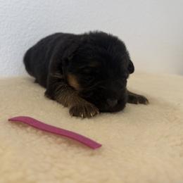 Girl 1 - Individual Photos Coming Next Week - Black and red female German Shepherd puppy in Vancouver, Washington from Purebred Elite Shepherds