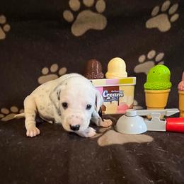 Cotton Candy- Purple- LUA - White and black male Dalmatian puppy in Claremore, Oklahoma from Lotsofdots Dalmatians