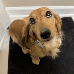 Sadie - Dachshund