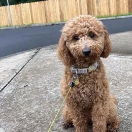 Goldendoodles from Doodles Delight PNW