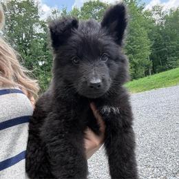Green AKA Levi - Black male German Shepherd puppy in Terra Alta, West Virginia from Shepherd Country Farm and Kennels