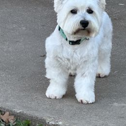 Lacy - West Highland White Terrier