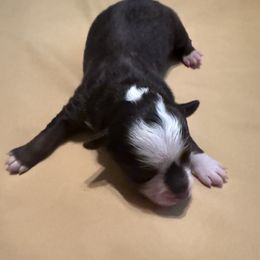 Girl 1 Aussie Doodle - Red female Miniature Australian Shepherd puppy in Pensacola, Florida from TNT MINI AUSSIES